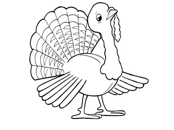 Домашние птицы. Раскраска