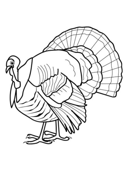 Turkey индюк for Kids