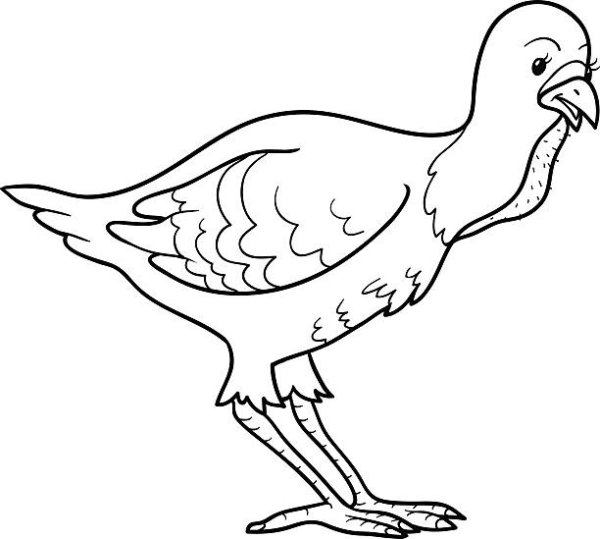 Индюк раскраска для детей цветная
