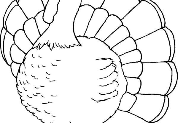 Индюк, индюшка, индюшонок для дошкольников