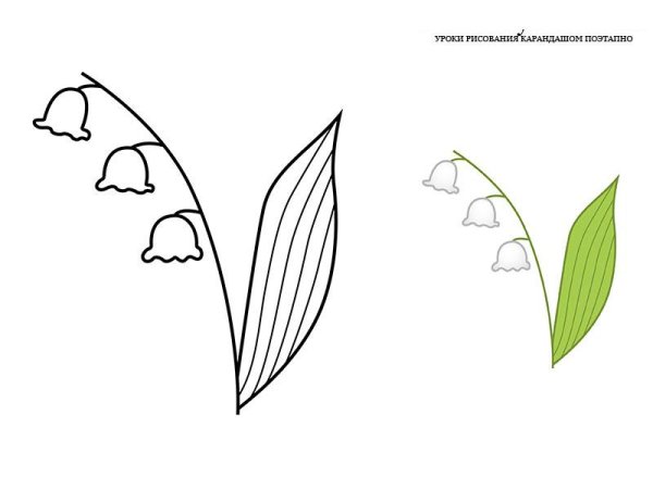 Ландыш рисунок карандашом для детей