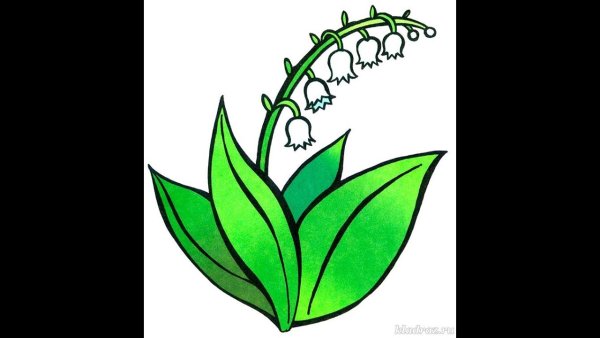 Ландыш рисунок карандашом на прозрачном фоне