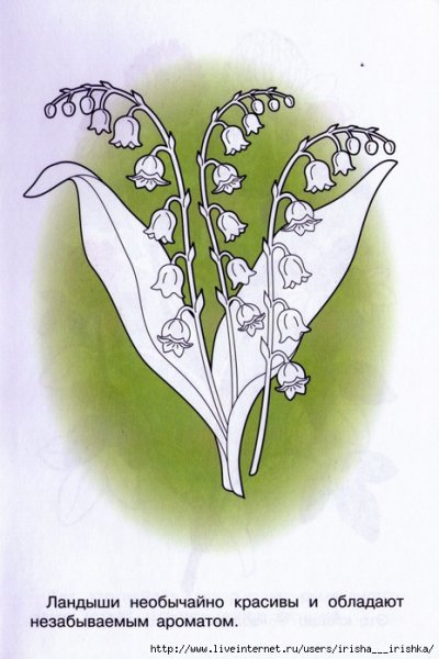 Контур цветка Ландыш