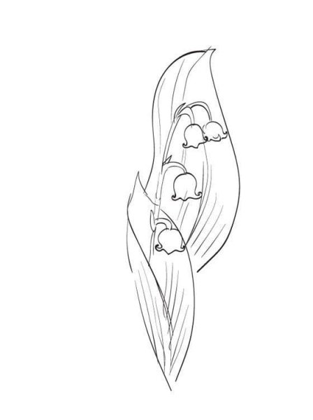 Ландыш рисунок карандашом