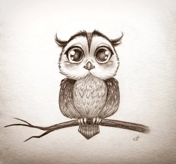 Сова цветная рисованная