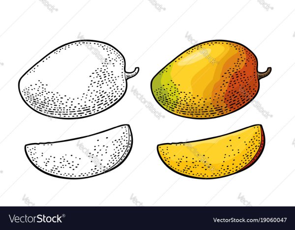 Манго в разрезе вектор