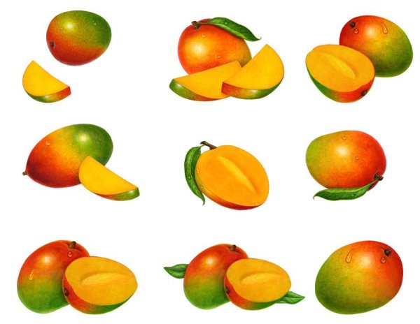 Рисунки фруктов манго