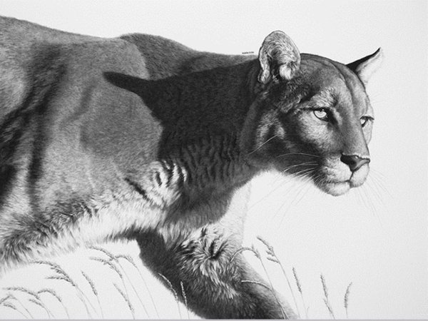 Пума рисунок