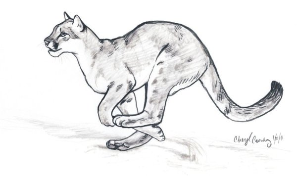 Пума рисунок
