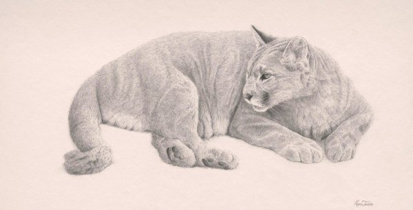 Маленькая Пума карандашом