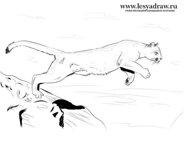 Пума рисунок