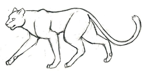 Рисунки зверей карандашом для срисовки