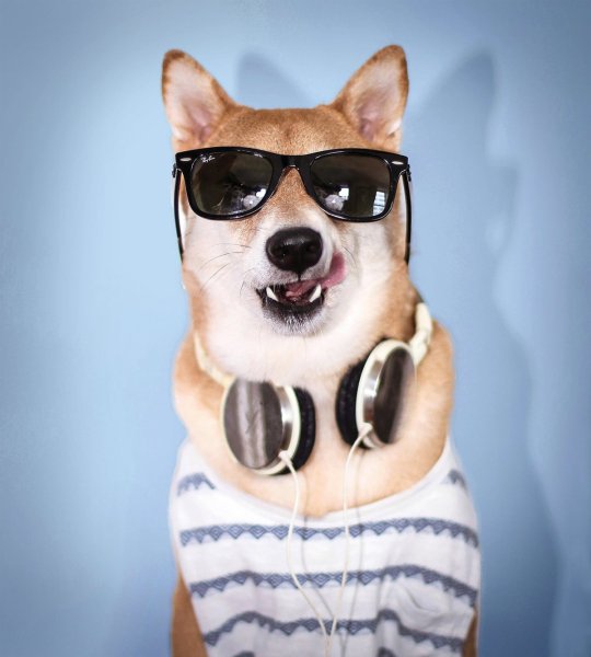 Собака в очках
