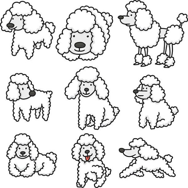 Раскраски карликовый пудель