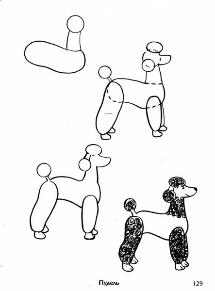 Пудель рисунок