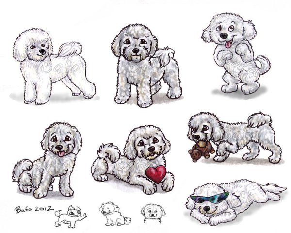 Бишон фризе рисунок