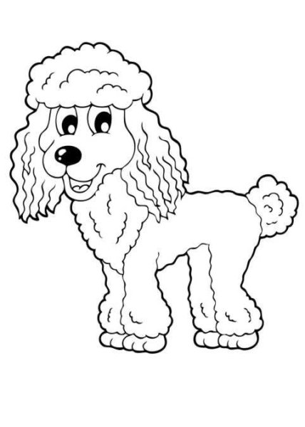 Белый пудель раскраска
