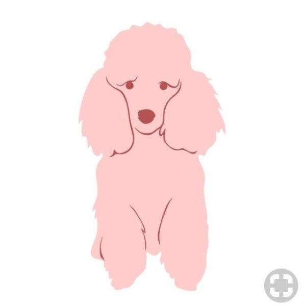 Пудель анфас