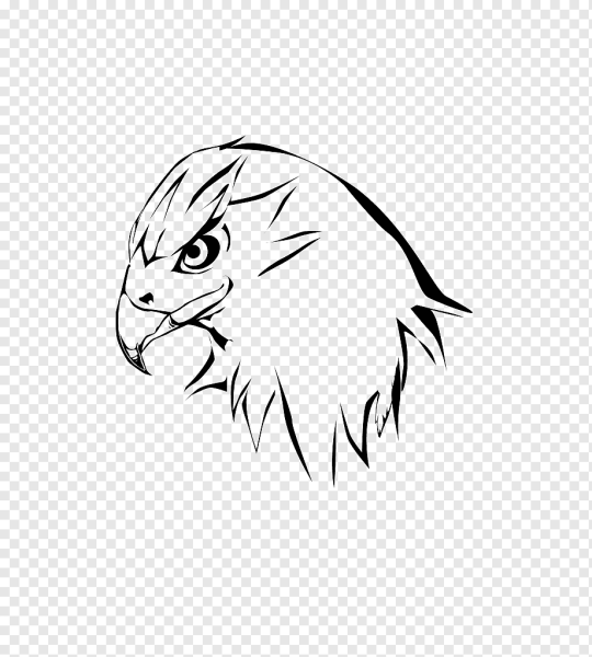 Голова ястреба рисунок