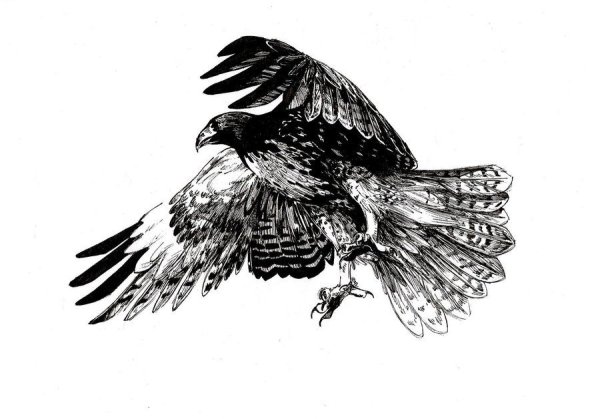 Сокол эскизы тату