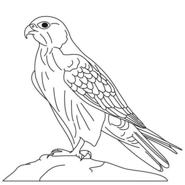 Сокол раскраска
