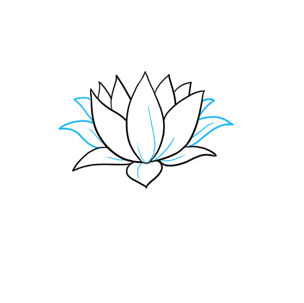 Лотос цветок карандашом