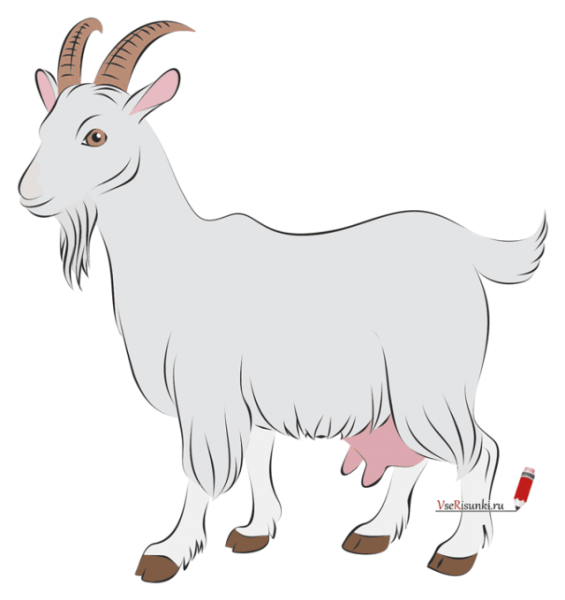 Коза рисунок
