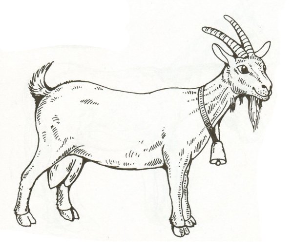 Коза раскраска