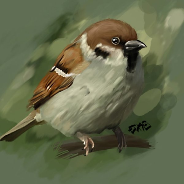 Воробей картинка для детей