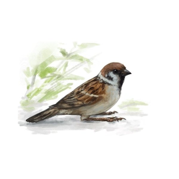 Воробей эскиз