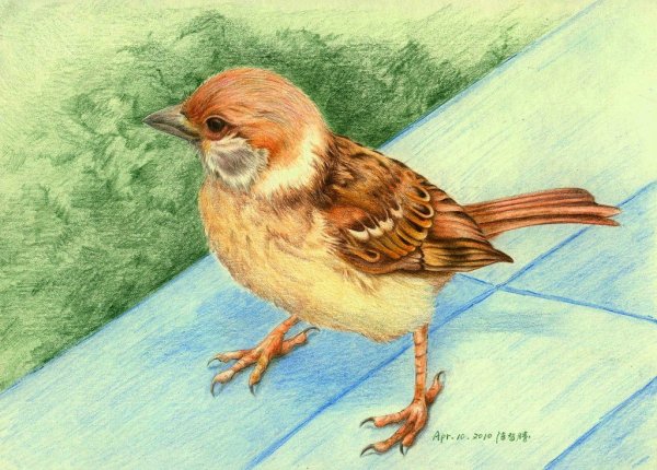 Воробушек клипарт