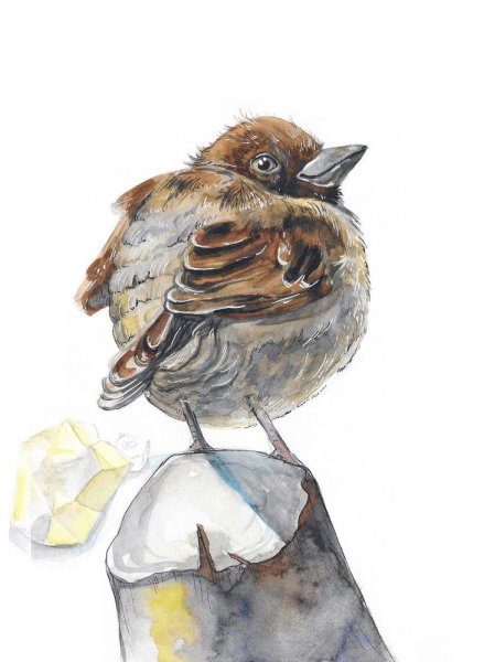 Птицы раскраска для детей