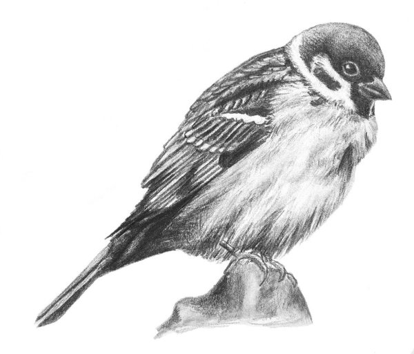 Воробей мультяшный