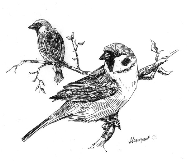 Воробей рисунок карандашом