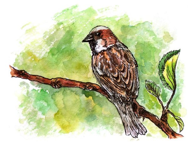 Воробей карандашом