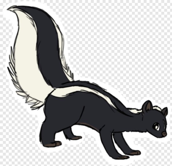 Скунс на белом фоне