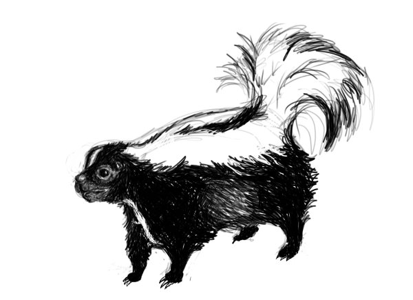 Скунс карандашом