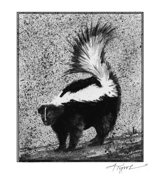 Скунс стрелок