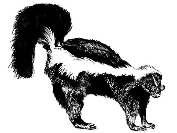 Скунс детеныш рисунок