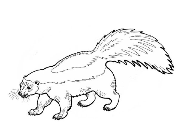 Росомаха животное для раскрашивания