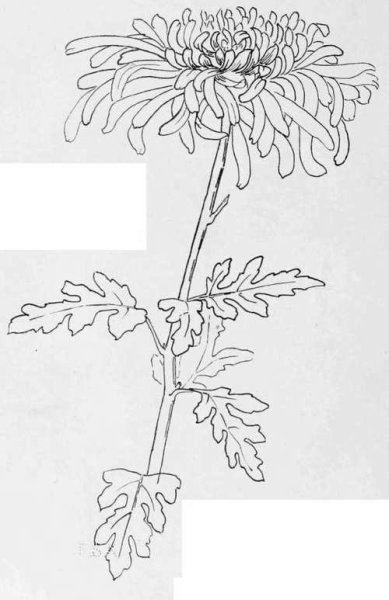 Фрезонтема в карандаше