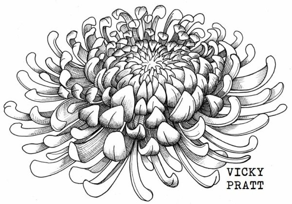Хризантема Minimal draw