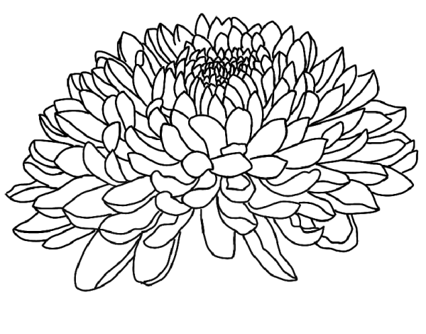 Хризантема Астра бархатцы чб