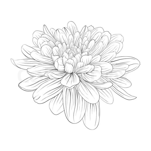 Цветок Хризантема контур
