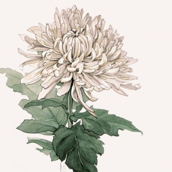 Хризантема Ботаническая иллюстрация