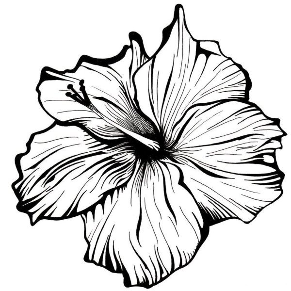 Цветы Графика