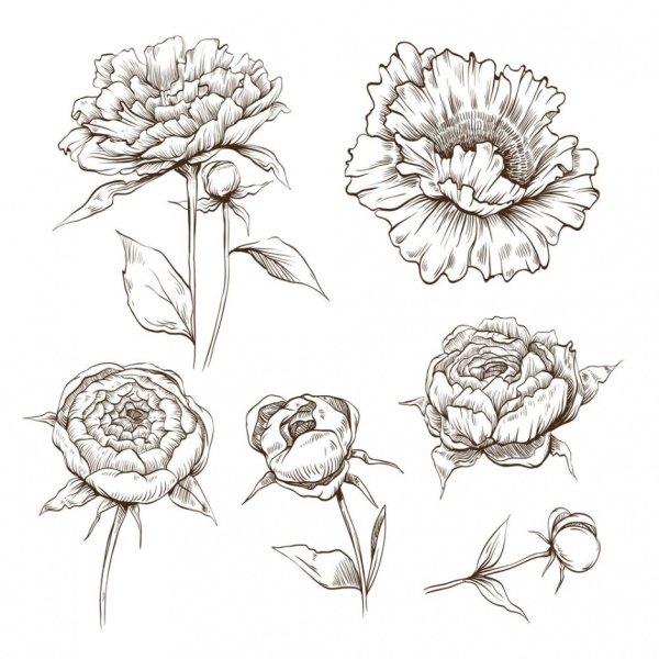 Пионы в графике