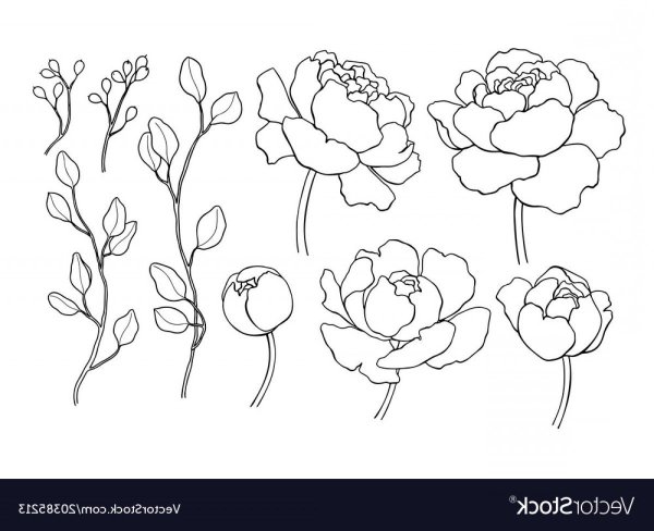 Пион тонколистный рисунок