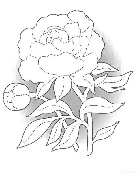 Пионы карандашом