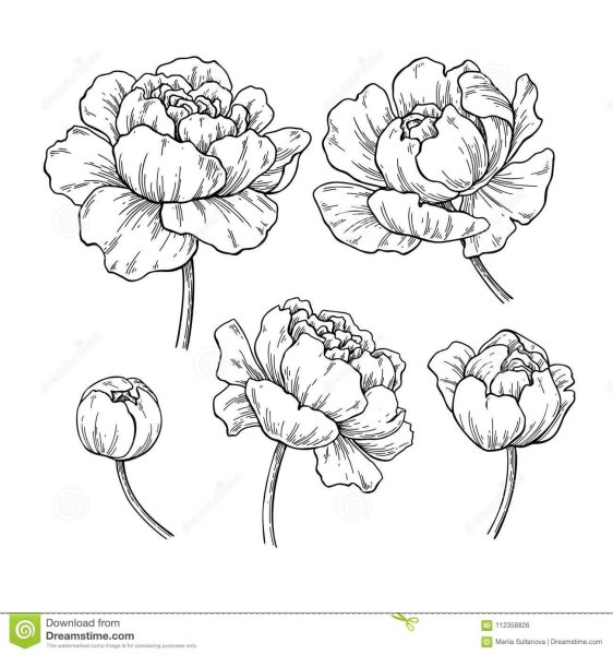 Пионы карандашом